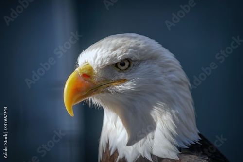 American Bald Eagle Portrait  closeup