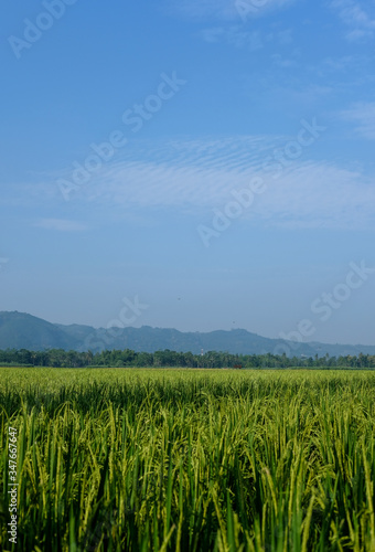 farm fields green rice nature farm blue sky background