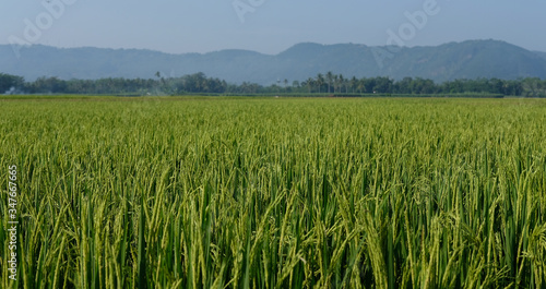 farm fields green rice nature farm blue sky background