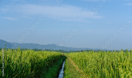 farm fields green rice nature farm blue sky background