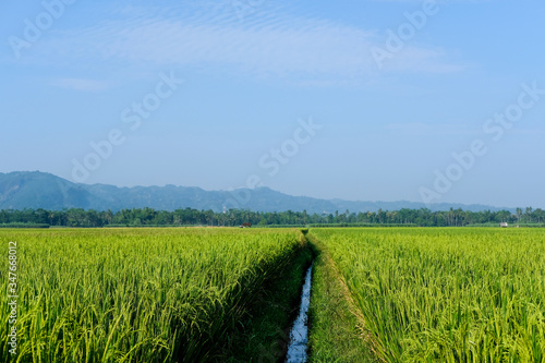 farm fields green rice nature farm blue sky background