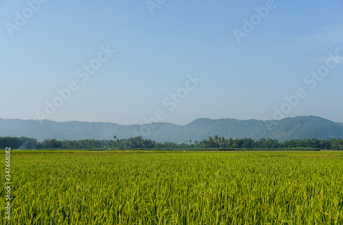 farm fields green rice nature farm blue sky background