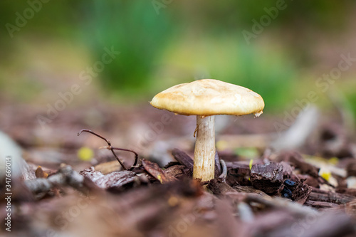 Spring fieldcap (Agrocybe praecox) mushroom growing in woodchips