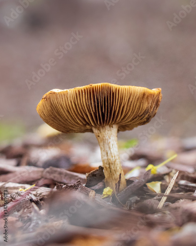 Spring fieldcap (Agrocybe praecox) mushroom growing in woodchips