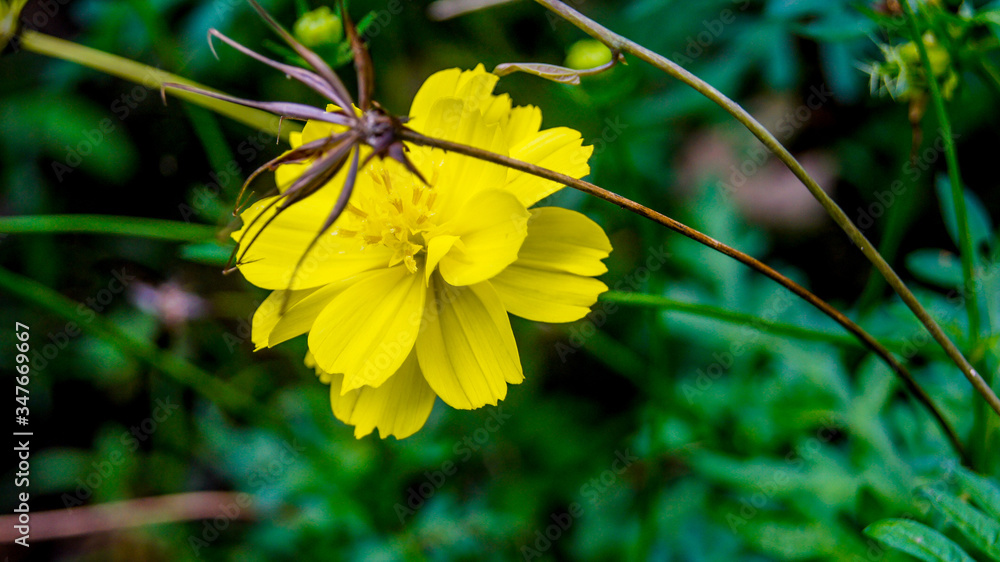 yellow butterfly on a flower yellow butterfly on a flower