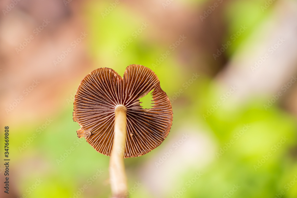 Close-up of mushroom gills Close-up of mushroom gills