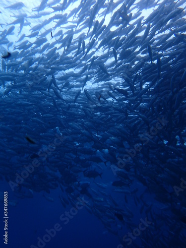 マレーシアの渦巻きギンガメアジの大群