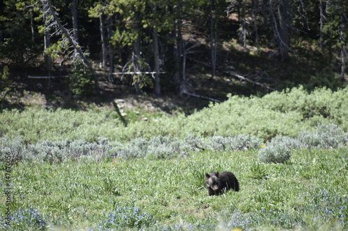 Grizzly Cub in Bridger-Teton National Forest photo