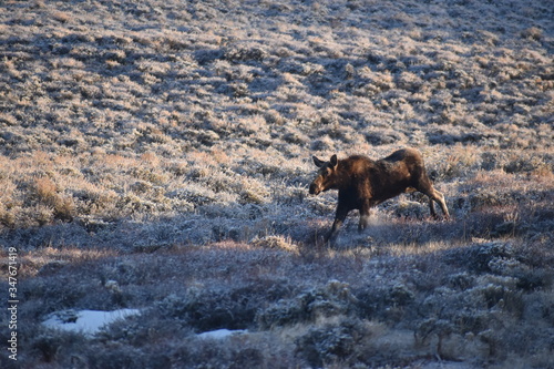 Moose cow running in Wyoming