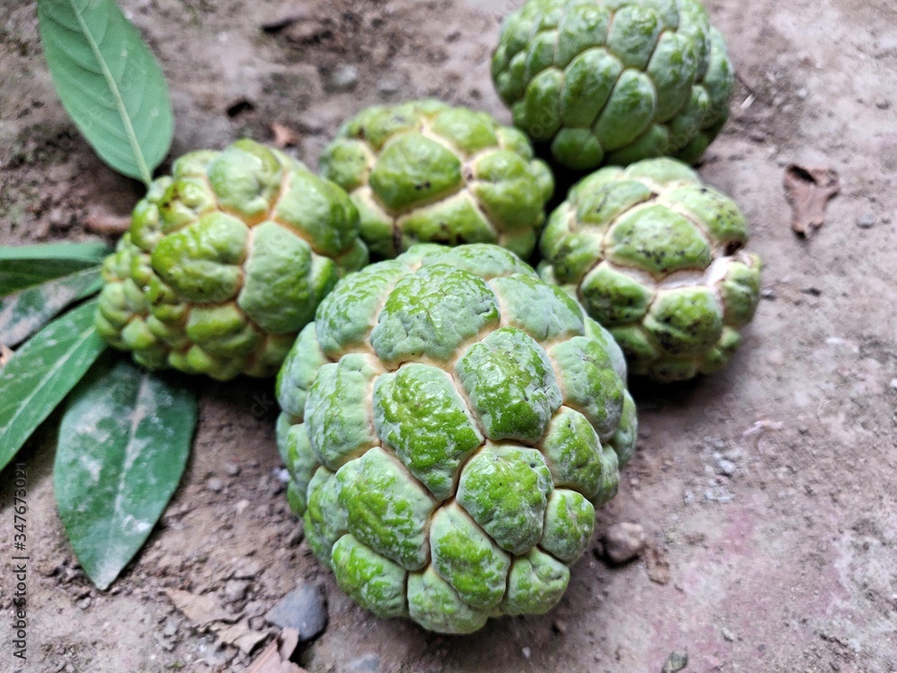 Fresh green Sugar-apple in the home garden Fresh green Sugar-apple in the home garden