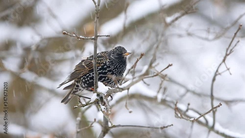 Wallpaper Mural Seamless loop cinemagraph of European starling black spotted one bird sitting on bare tree branch during winter snow closeup in Virginia falling snowflakes in slow motion Torontodigital.ca