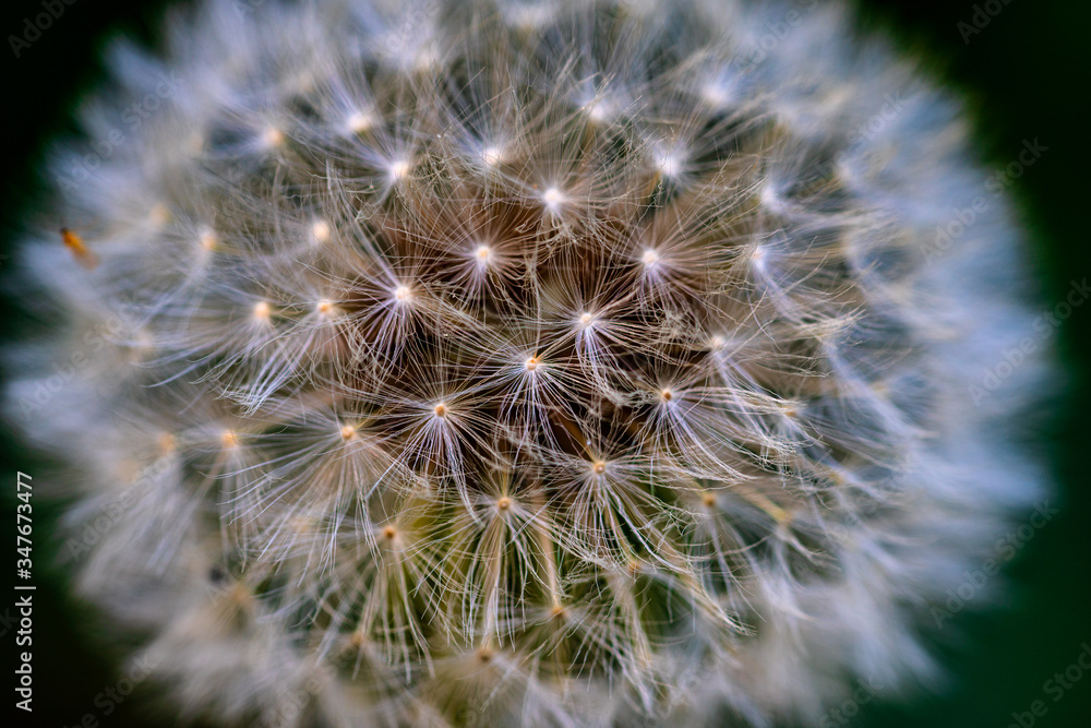 Pusteblume im Detail