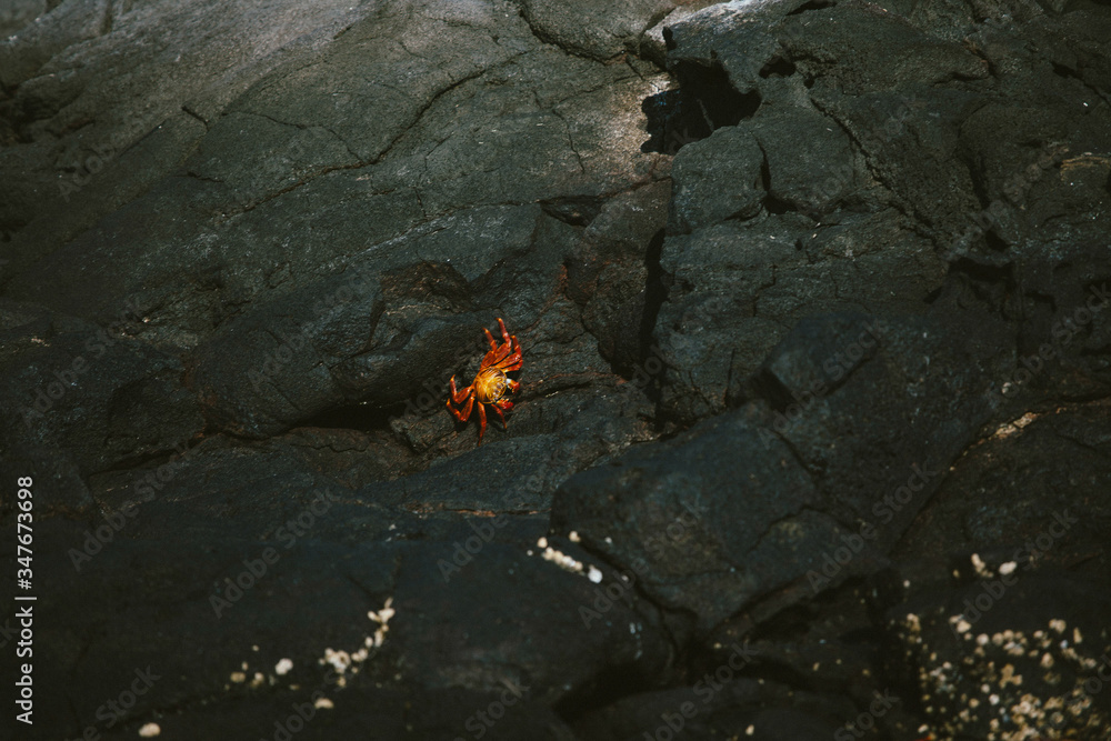 Red crab in Galapagos island Red crab in Galapagos island