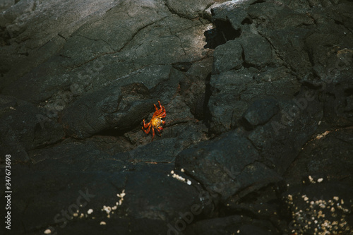 Red crab in Galapagos island 
