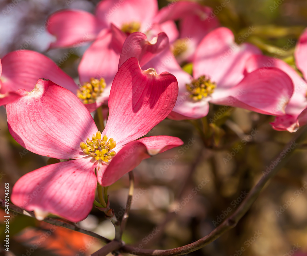 Flowering pink dogwoods trees on a sunny spring day with a blurred background in Pittsburgh, Pennsylvania, USA Flowering pink dogwoods trees on a sunny spring day with a blurred background in Pittsburgh, Pennsylvania, USA