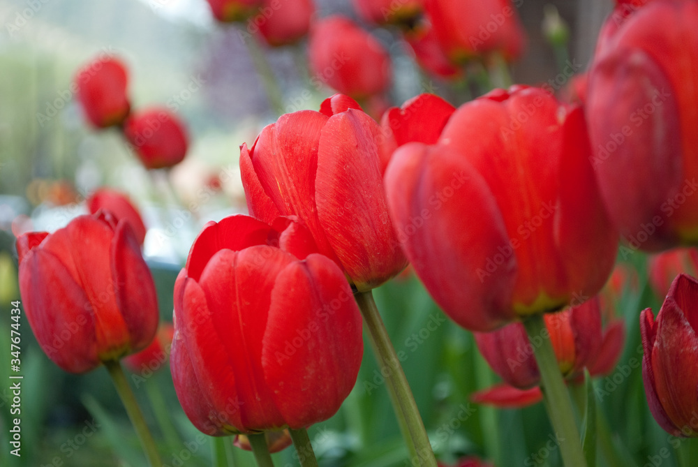 Red tulips Red tulips