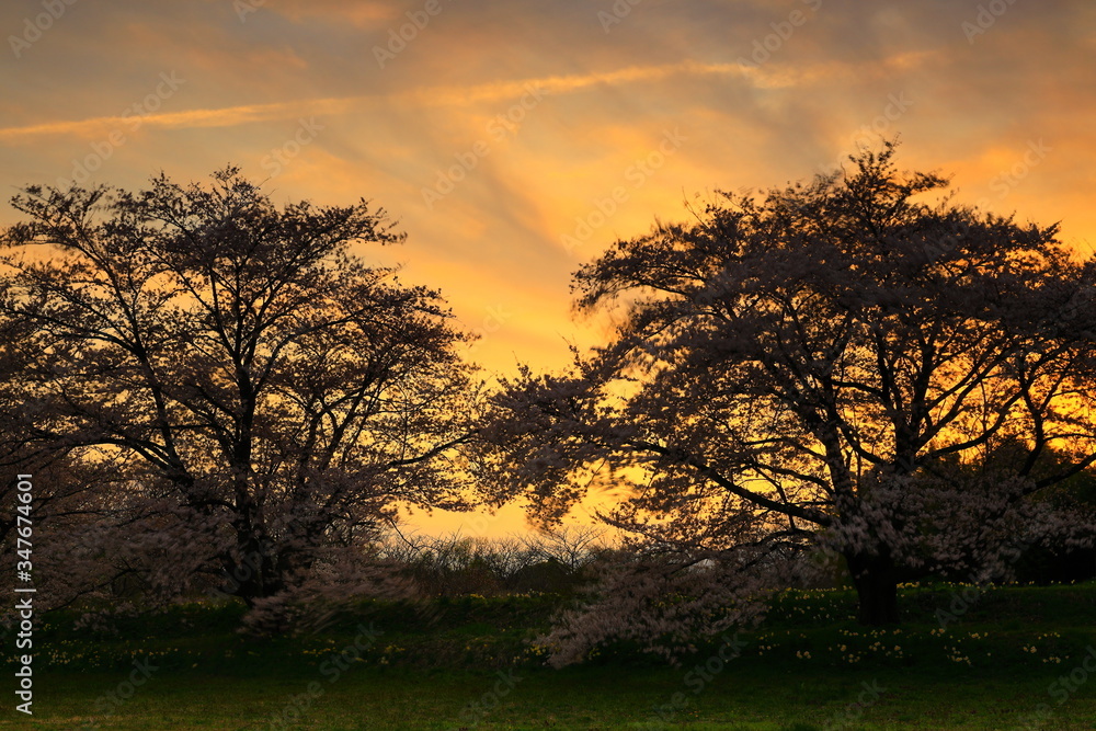 Naklejka premium 夕焼けと桜