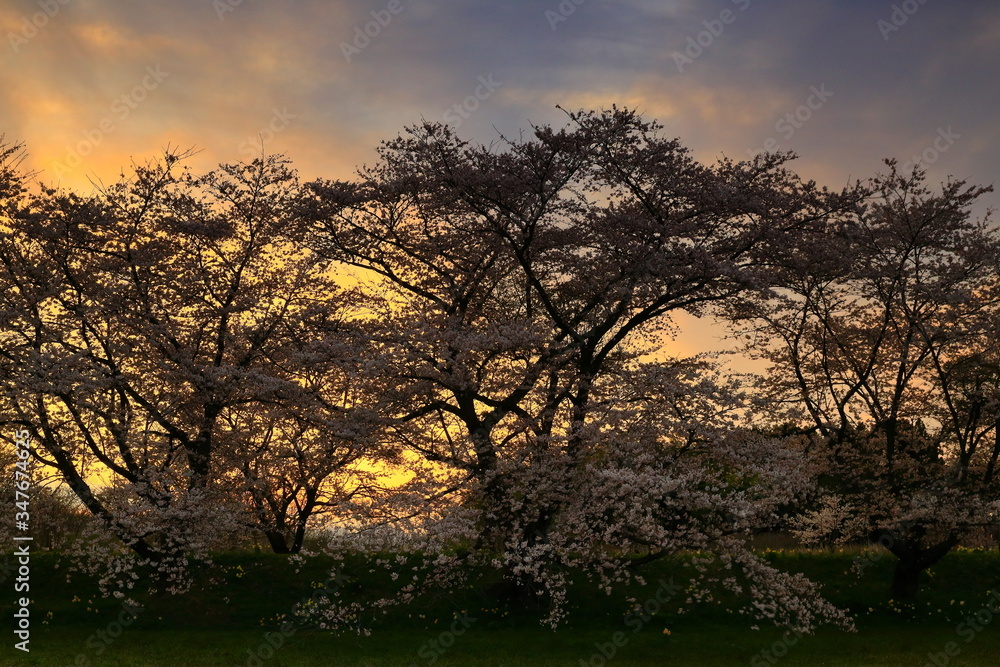 Naklejka premium 夕焼けと桜