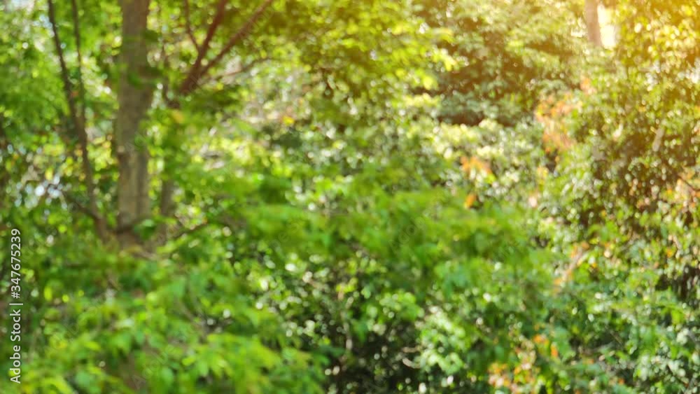 Natural background of defocused tropical rainforest in bokeh landscape static shot Natural background of defocused tropical rainforest in bokeh landscape static shot