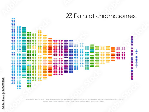 Chromosomes pairs. Structure of DNA genome sequence map. 23 human pairs of chromosomes vector illustration. Biochemistry and biotechnology industry. Genetic sequencing abstract data visualization