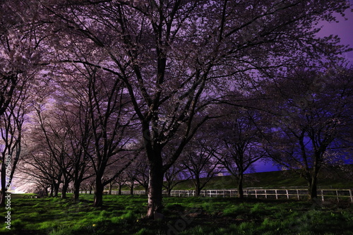 満開の夜桜