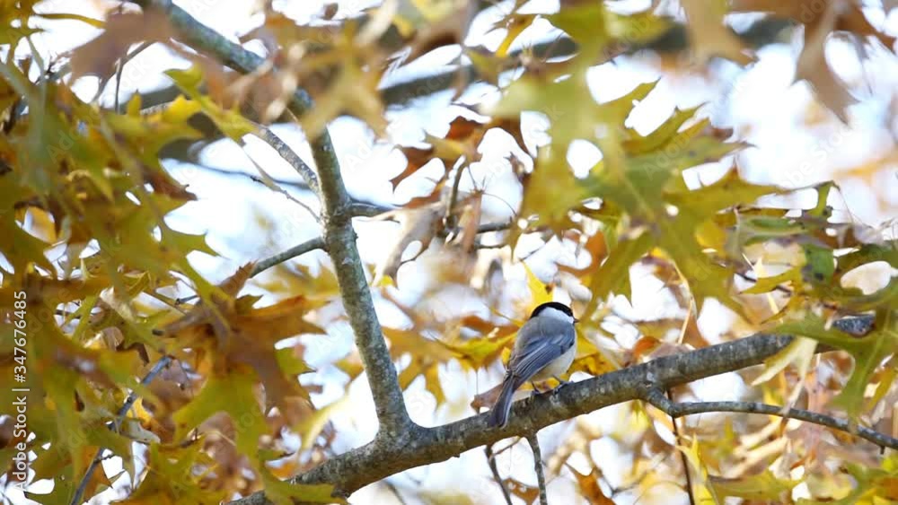 One black-capped chickadee bird closeup perched on tree branch in Virginia with wind on autumn foliage leaves oak tree One black-capped chickadee bird closeup perched on tree branch in Virginia with wind on autumn foliage leaves oak tree
