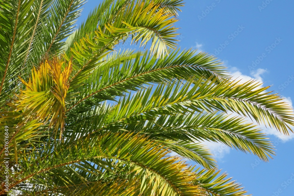 Palm tree branches on blue sky background in Florida nature Palm tree branches on blue sky background in Florida nature