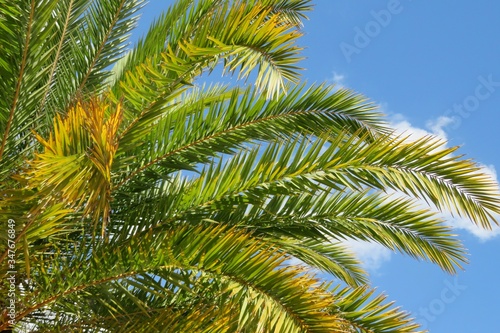 Beautiful palm tree branches on blue sky background in Florida nature