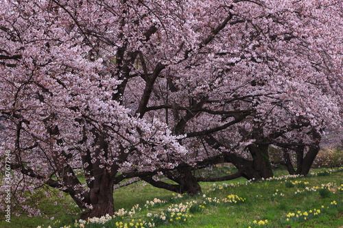 岩手県奥州市 満開の桜