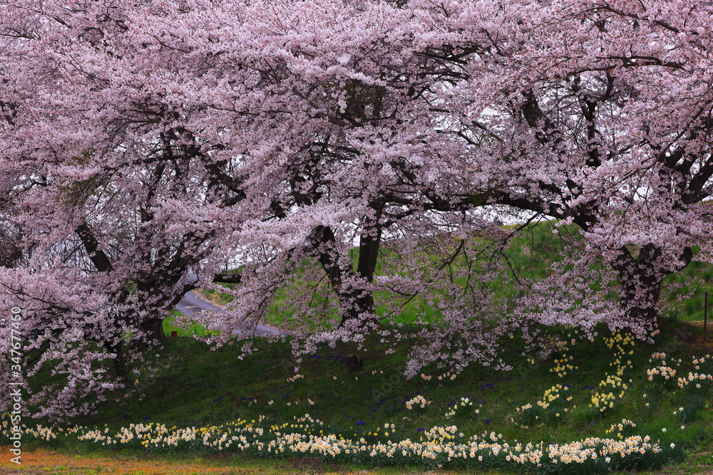 岩手県奥州市 満開の桜 岩手県奥州市 満開の桜