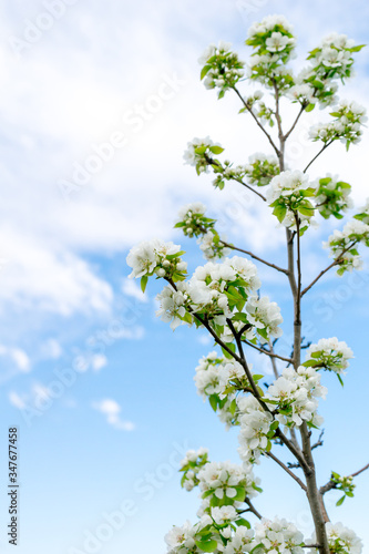 Blooming pear tree