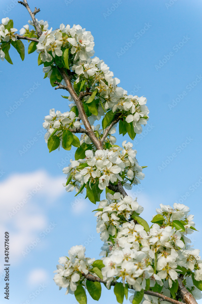 Blooming pear tree Blooming pear tree