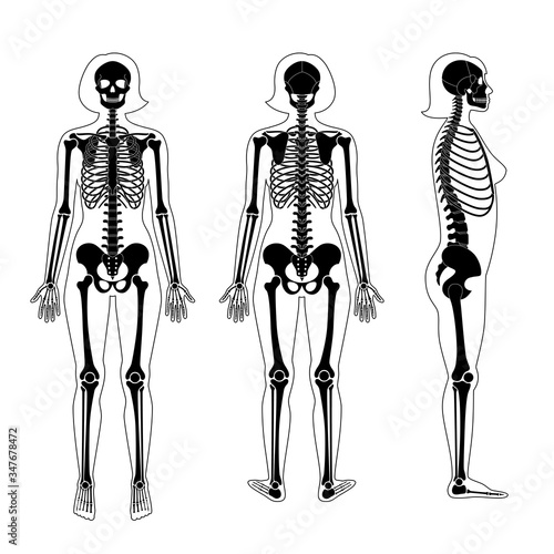 Woman skeleton anatomy