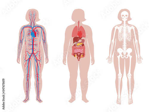 Internal structure of woman body