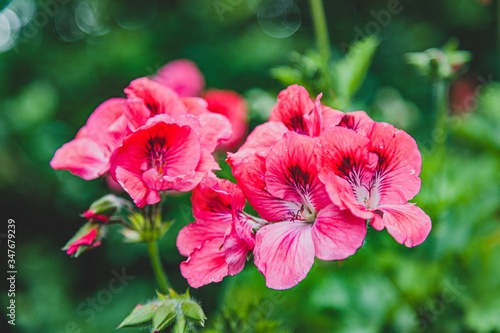 Fototapeta Naklejka Na Ścianę i Meble -  red flower in garden