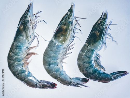 White shrimp, saltwater animals