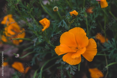 orange and yellow flowers