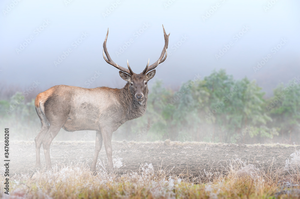 Naklejka premium Powerful adult Deer in majestic forest with fog. Wildlife scene from nature, Europe