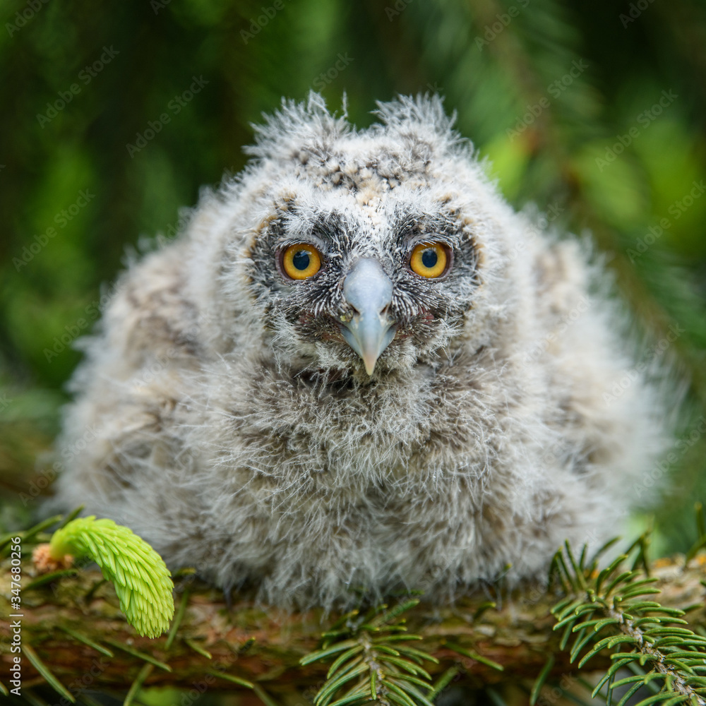 Obraz premium Baby Long-eared owl owl in the wood, sitting on tree trunk in the forest habitat