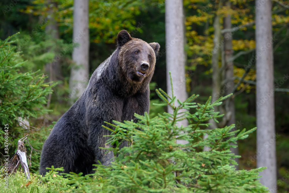 Big brown bear in the forest. Dangerous animal in natural habitat. Wildlife scene Big brown bear in the forest. Dangerous animal in natural habitat. Wildlife scene