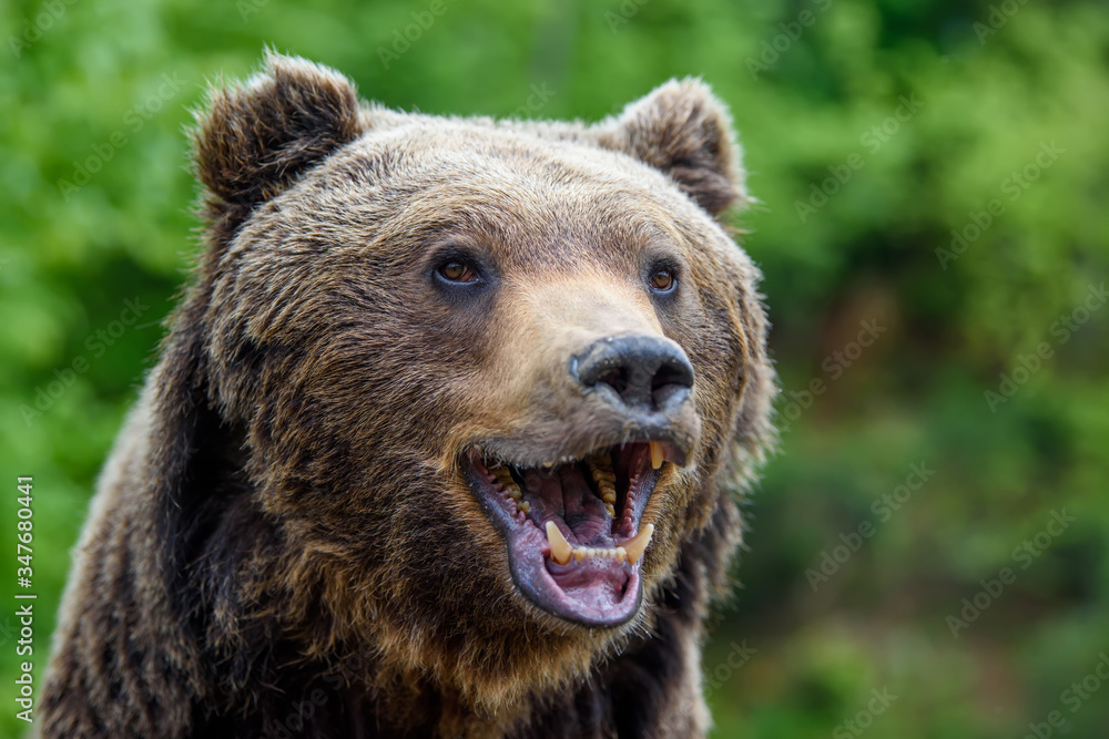 Close-up funny smile brown bear portrait. Danger animal in nature habitat