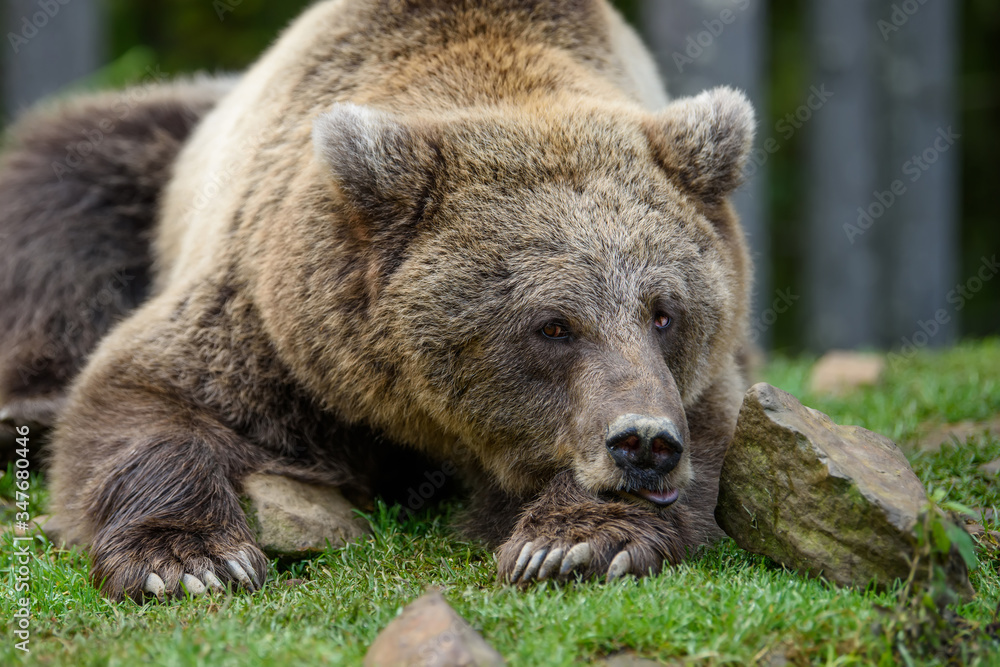 Close-up sleep brown bear portrait. Danger animal in nature habitat