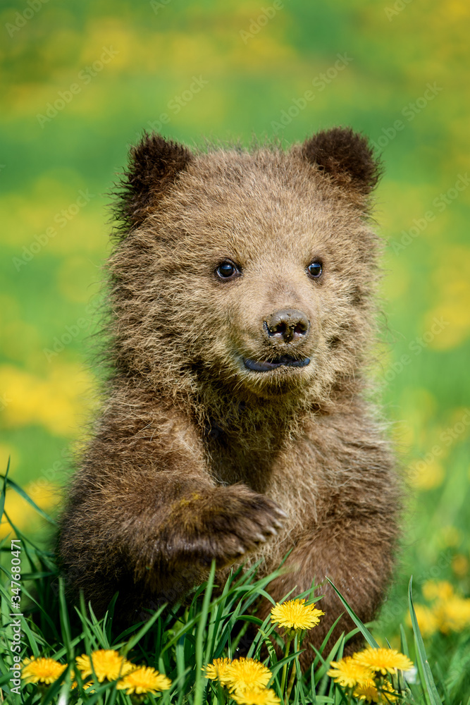Bear cub in spring grass. Dangerous small animal in nature meadow with yellow flowers.