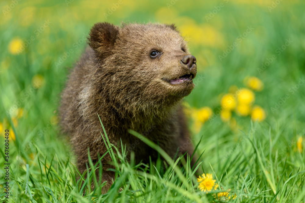 Fototapeta premium Bear cub in spring grass. Dangerous small animal in nature meadow with yellow flowers.
