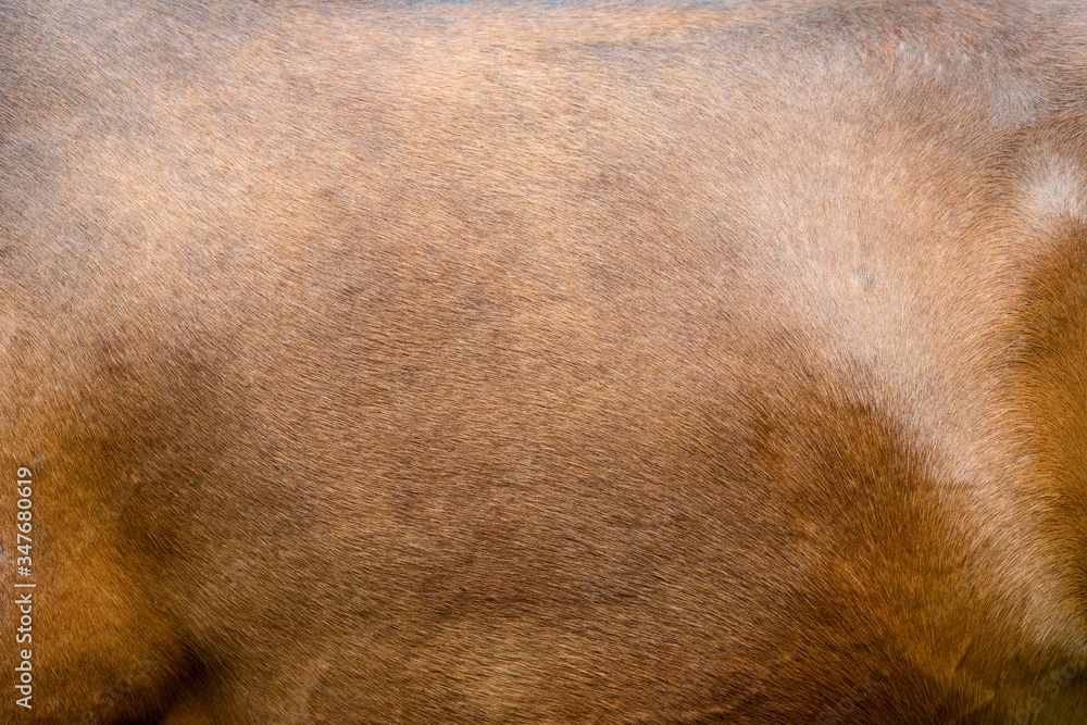 Close-up of textured pelt from a brown horse Close-up of textured pelt from a brown horse