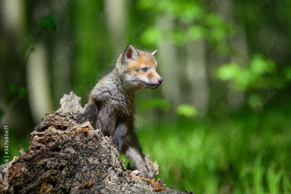 Obraz premium Red fox, vulpes vulpes, small young cub on stump
