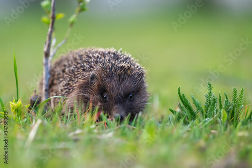 Hedgehog in green grass. Wildlife scene from nature
