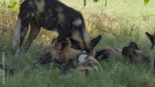 Pack of African Wild Dogs peacefully share bones from Impala antelope