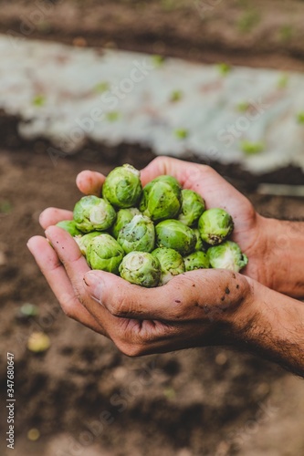 hands holding Sprouts