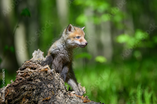 Red fox, vulpes vulpes, small young cub on stump